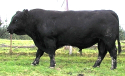 Kowai JD 552