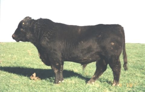 Kowai Venturer 735