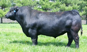 A long bodied thickly fleshed American sire used via A.I