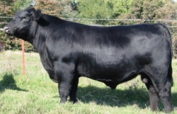 SSR Bandolier 2446