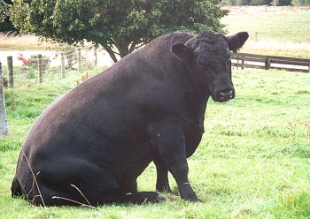 Kowai Boss 601 A.B. - recent herd sire