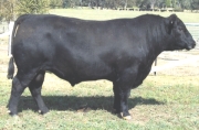 Balckmore Neutron