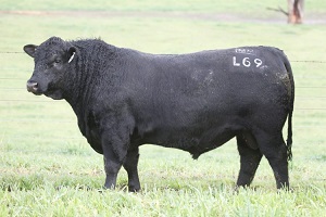An Australian AI sire used for calving ease and carcase traits.