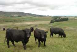 Mob of bulls summer 2002
